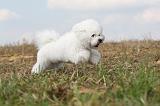 BICHON FRISE 150